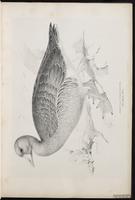 Greylag Goose plate 2