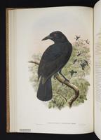 Monograph of the Paradiseidae, 1:47