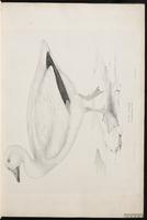 Blue Goose, Snow Goose, Ganso blanco, oie des neiges, plate 1