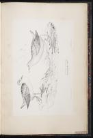 Little Crake plate 103