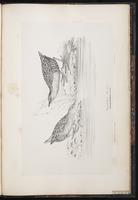 Baillon's Crake plate 102