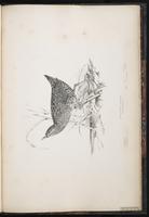 Spotted Crake plate 101