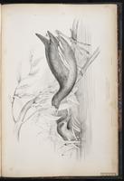 Common Moorhen, Gallineta frente roja, gallinule poule-d'eau plate 100