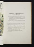 Monograph of the Paradiseidae, 1:44