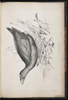 Purple Swamphen plate 98