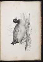 Eurasian Coot plate 96