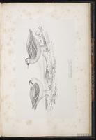 Red-necked Phalarope, Falaropo cuello rojo, Phalarope à bec étroit plate 95