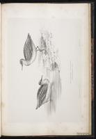 Red-necked Phalarope, Falaropo cuello rojo, Phalarope à bec étroit plate 94