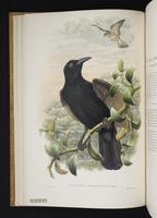 Monograph of the Paradiseidae, 1:43