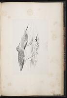 Sanderling, Bécasseau sanderling, Playero blanc plate 93