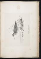 Purple Sandpiper, Bécasseau violet plate 92