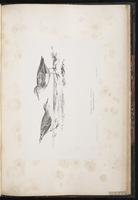 Temminck's Stint, Bécasseau de Temminck plate 91