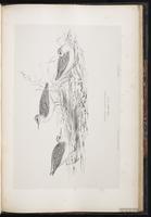 Little Stint, Bécasseau minute plate 90