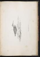 Broad-billed Sandpiper, Bécasseau falcinelle plate 89