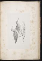 White-rumped Sandpiper, Bécasseau à croupion blanc, Playero rabadilla blanca plate 88