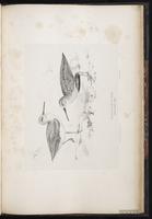 Dunlin, Bécasseau variable, Playero dorso rojo plate 87