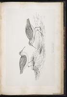 Curlew Sandpiper, Bécasseau cocorli plate 86