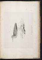 Pectoral Sandpiper, Bécasseau à poitrine cendrée, Playero pectoral plate 85