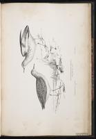 Buff-breasted Sandpiper, Bécasseau roussâtre, Playero leonado plate 84