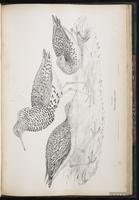 Ruff, combatant varié, Combattant varié plate 83