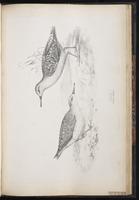 Red Knot, Bécasseau maubèche, Playero canuto plate 82