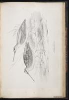 Short-billed Dowitcher, Bécassin roux, Costurero pico corto plate 81