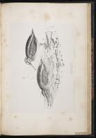 Jack Snipe, Bécassine sourde plate 80