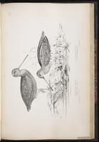 Sabine's snipe plate 79