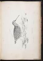 Great Snipe plate 78