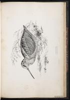 Eurasian Woodcock, Bécasse des bois plate 77