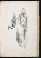 Ruddy Turnstone, Tournepierre à collier, Vuelvepiedras rojizo plate 76