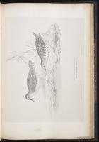 Spotted Sandpiper, Chevalier grivelé plate 75