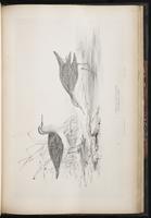 Common Sandpiper, Chevalier guignett plate 74