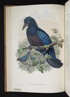 Monograph of the Paradiseidae, 1:39