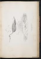 Marsh Sandpiper, Chevalier stagnatile plate 72
