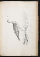 Upland Sandpiper, Maubèche des champs, Zarapito ganga plate 71