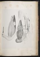 Willet, Chevalier semipalmé plate 69