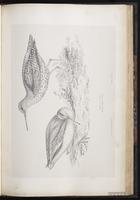 Common Redshank, Chevalier gambette plate 68