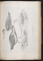 Spotted Redshank, Chevalier arlequin plate 67