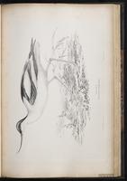 Pied Avocet plate 66