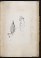 Terek Sandpiper, Chevalier bargette plate 65