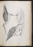 Bar-tailed Godwit, Barge rousse, Picopando cola barrada plate 64