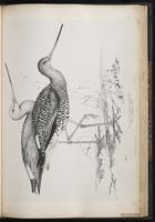Black-tailed Godwit, Barge à queue noire plate 63