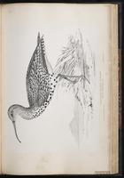 Slender-billed Curlew, Courlis à bec grêle plate 62