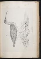 Whimbrel, Courlis corlieu, Zarapito trinador plate 61