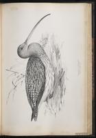 Eurasian Curlew, Courlis cendré plate 60