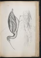 Glossy Ibis, Ibis cara oscura, Ibis falcinelle plate 59