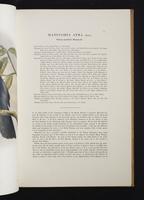 Monograph of the Paradiseidae, 1:36