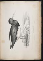 Eurasian Oystercatcher, Huîtrier pie plate 58
