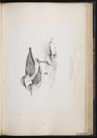 Lesser Sand Plover, Lesser Sand-Plover, Mongolian Plover, Pluvier de Mongolie plate 57